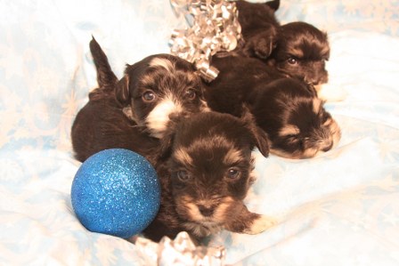 havanese-puppies
